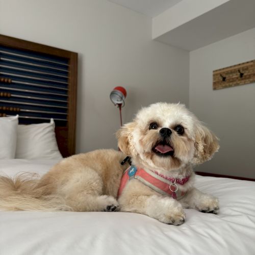 A small dog with light fur and a pink harness is lying on a bed, looking happy with its tongue out. The room has neutral tones and minimal decor.