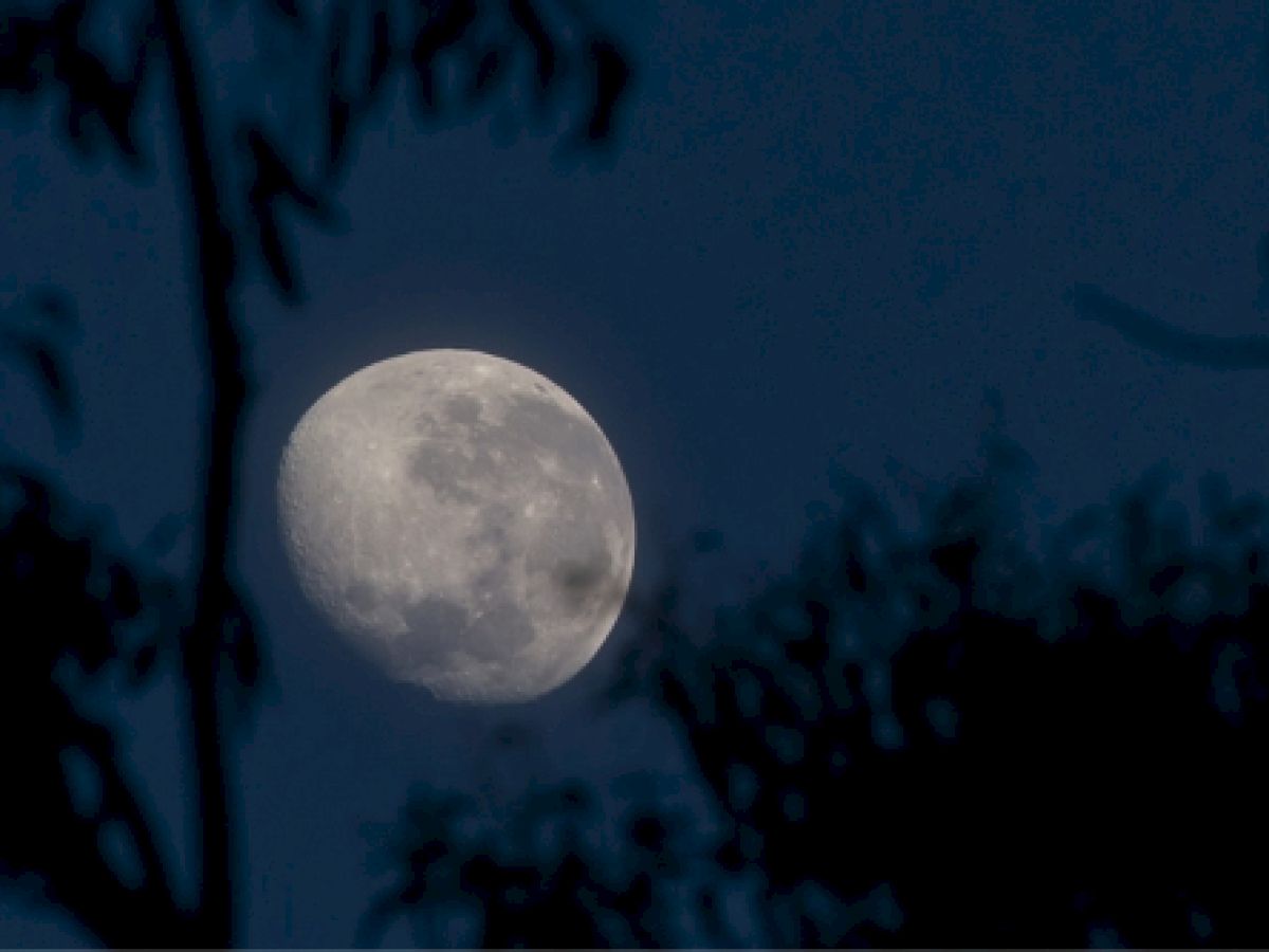 A bright, nearly full moon is visible in a dark blue sky, framed by silhouettes of tree branches.